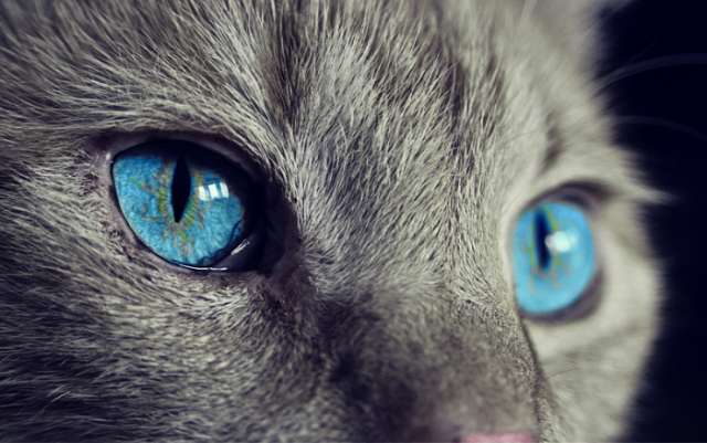 See world through cat`s eyes - PHOTOS